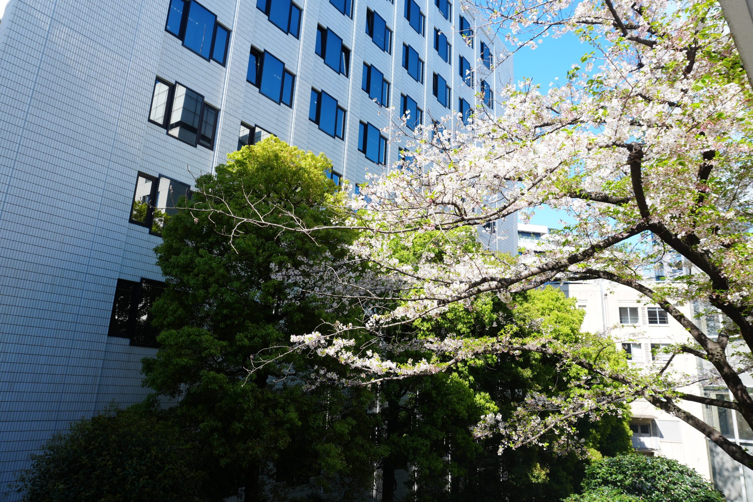 桜